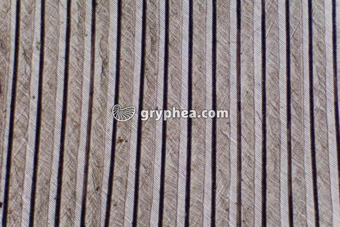 Plume détail des barbules x10 - gryphea.com